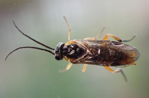 Réf. 303 835 : Euura ribesii